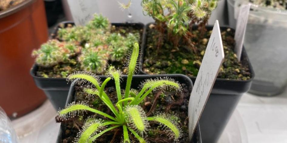 Katya-Wilkins-selection-of-sundews