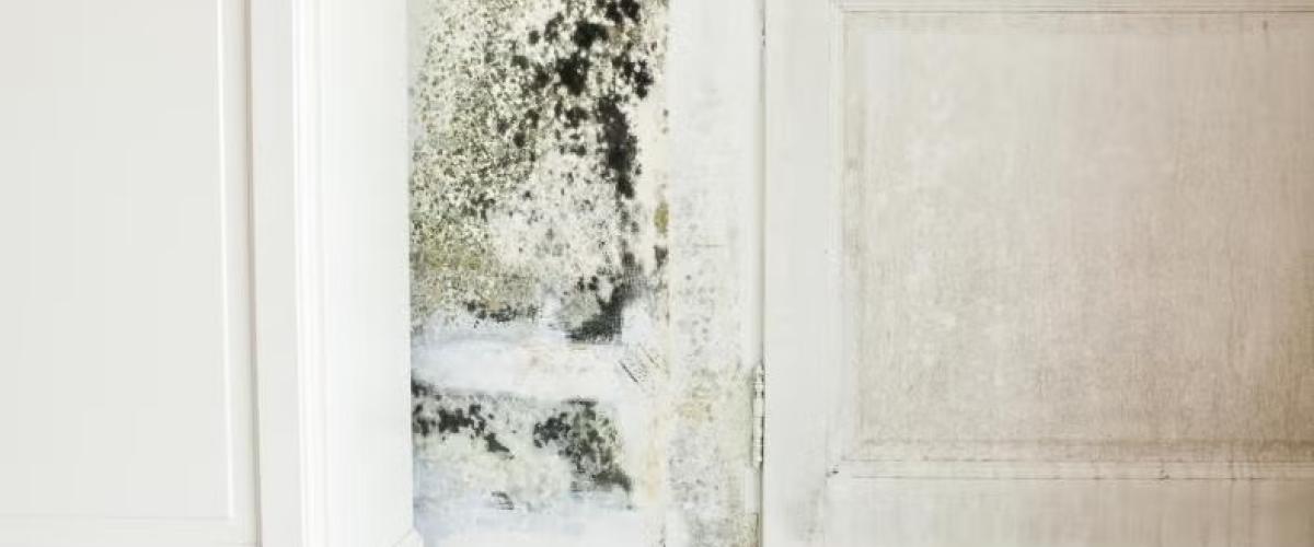 Mold