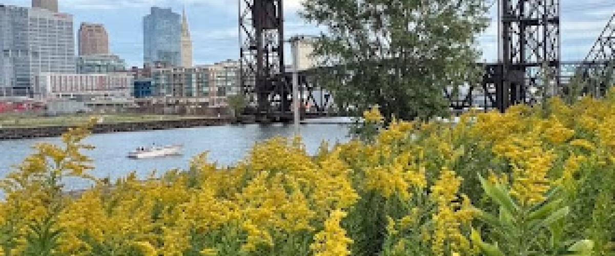 Cleveland bridge with flower field