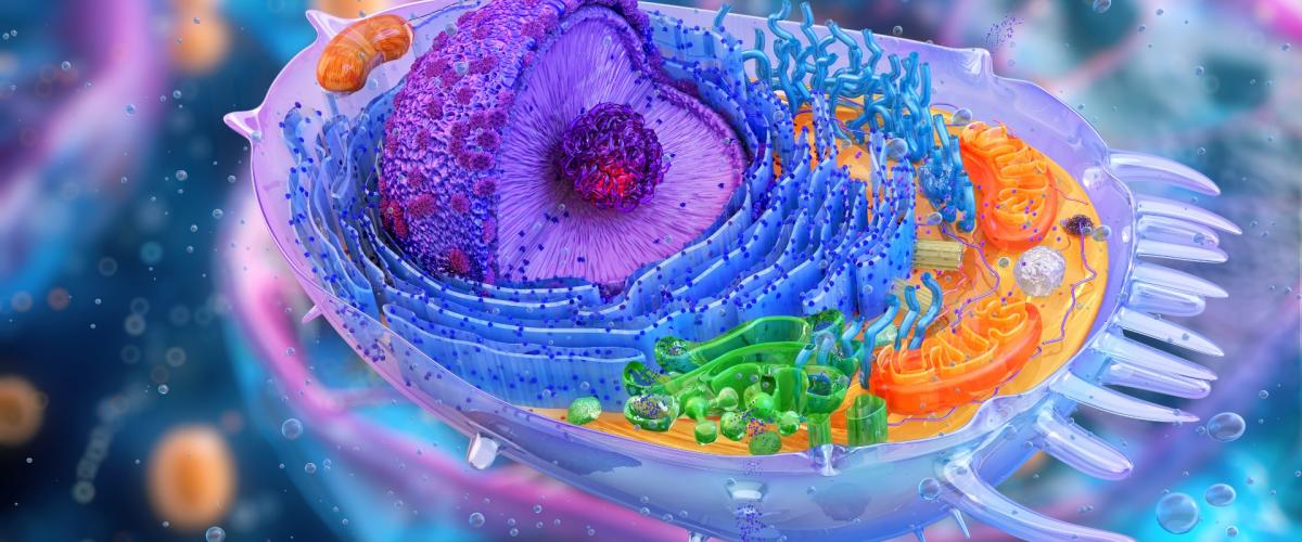 3D illustration of a human cell structure.