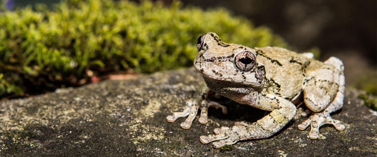 Photo of a gray tree frog on a rock
