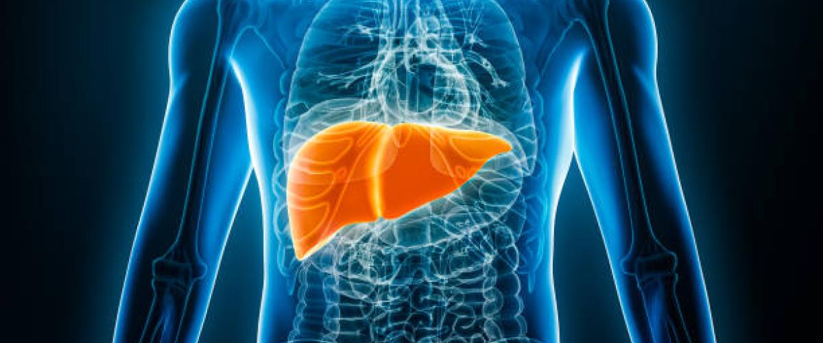 liver anatomy in body 