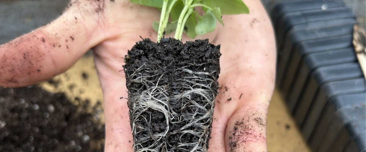 Close up of a seedling