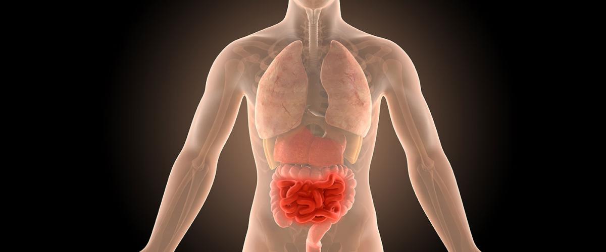 3d-illustration-human-body-crohns-intestines-infection