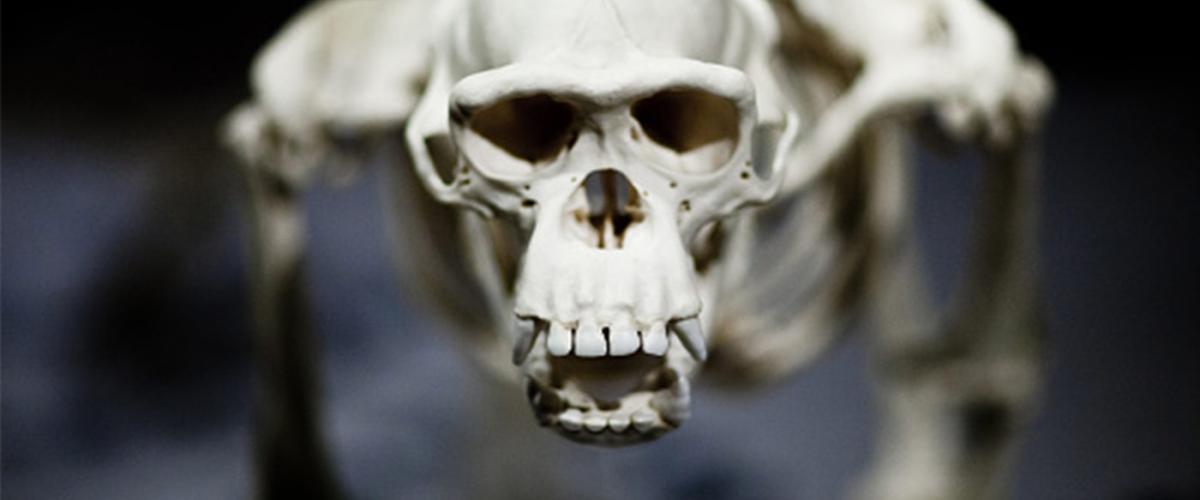 Ape