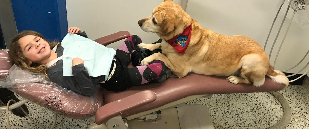 Dental-dogs