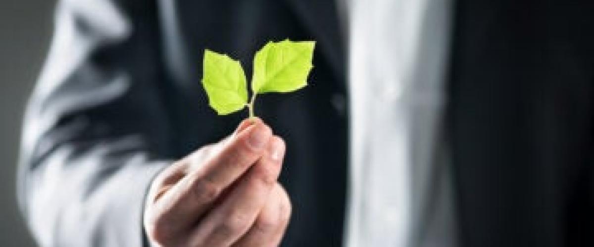 Hand holding leaves
