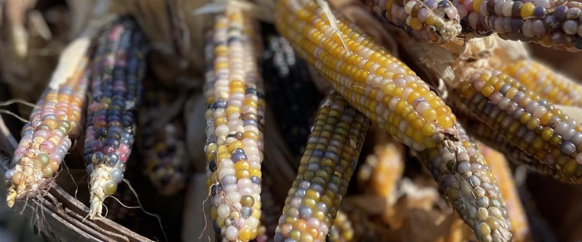 Glass-Gem-Corn
