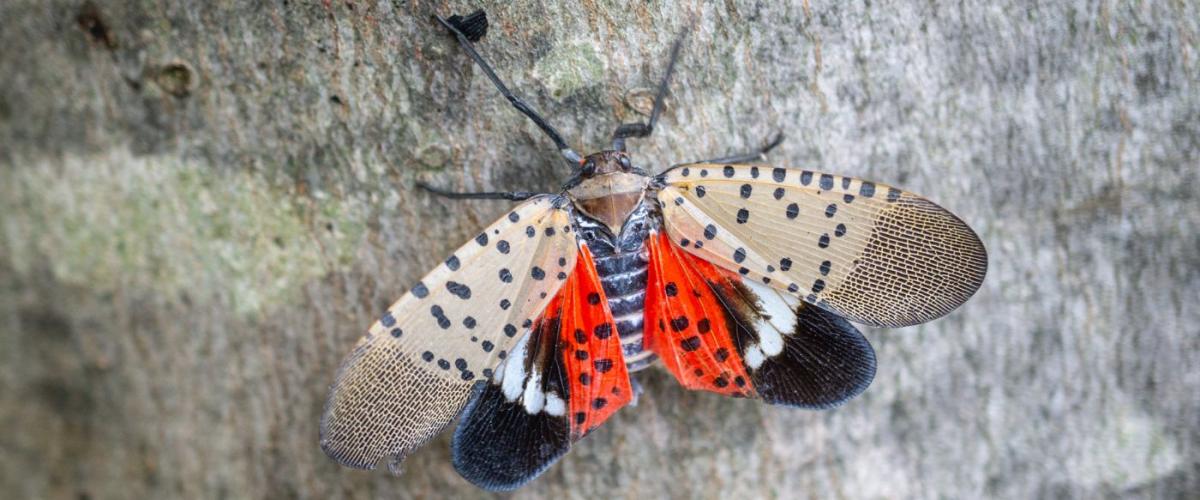 Spotted-lanternfly