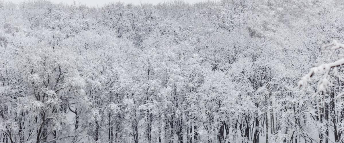 Winter-blues