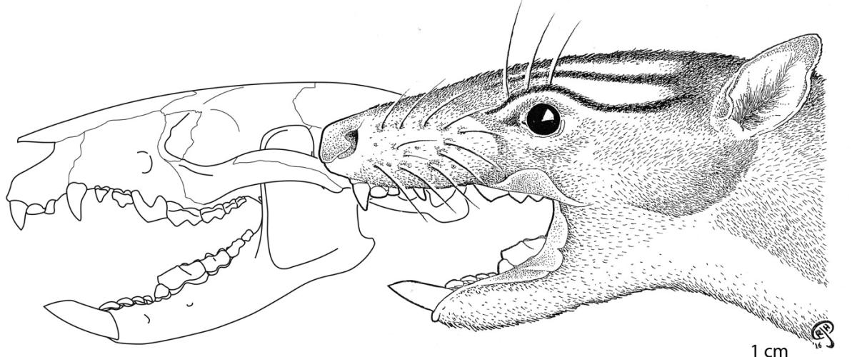 acdestismadenii