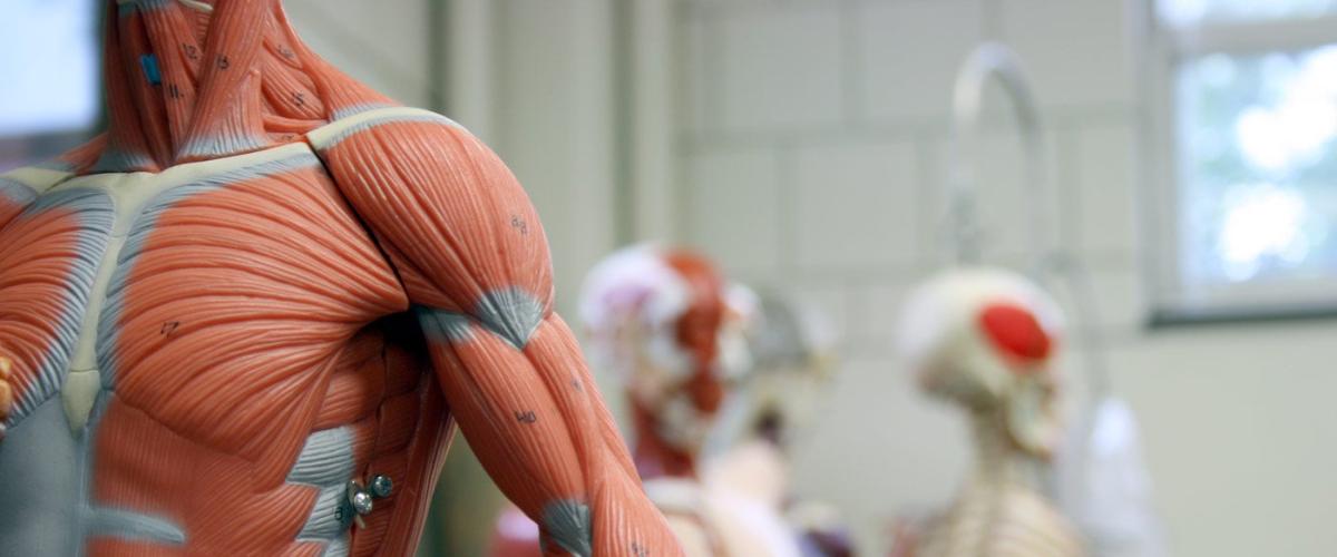 anatomy-model-feat