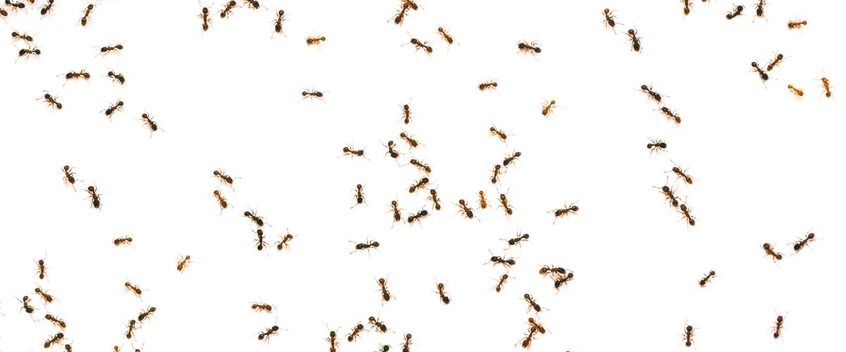 ants-feat
