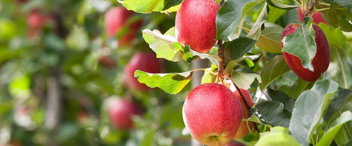 apple-tree