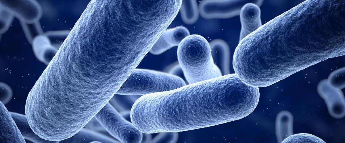 bacteria-feat