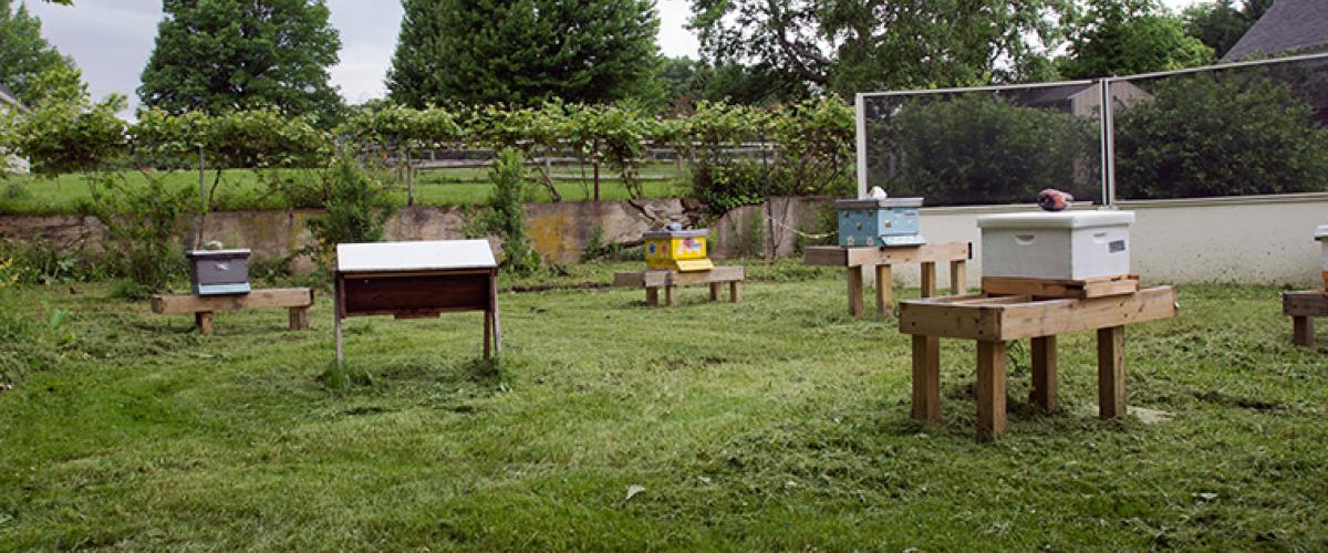 beekeeping-feat