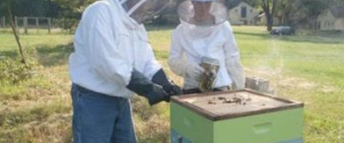 beekeeping
