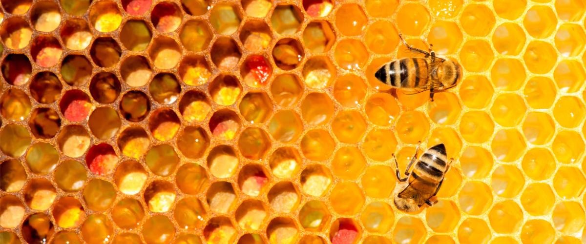bees-feat