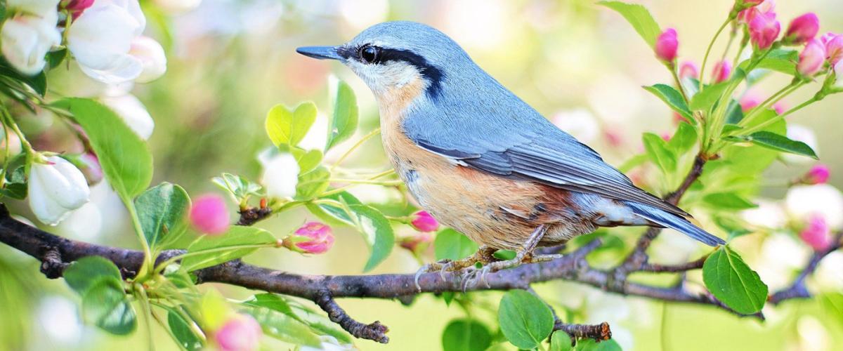 bird-feat-1