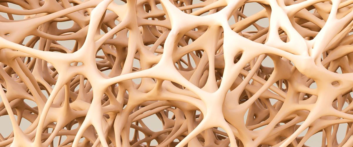 bone_structure