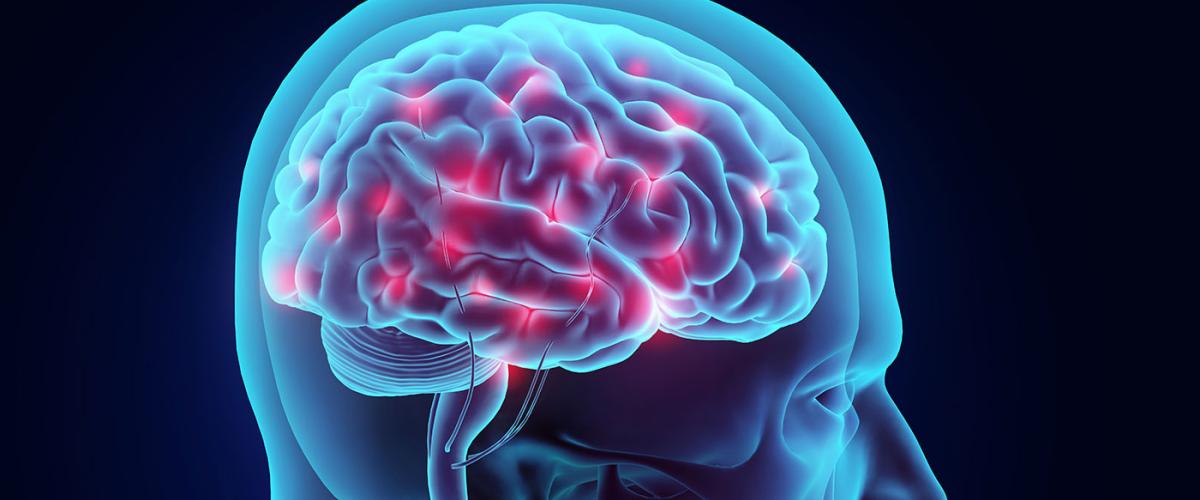 brain