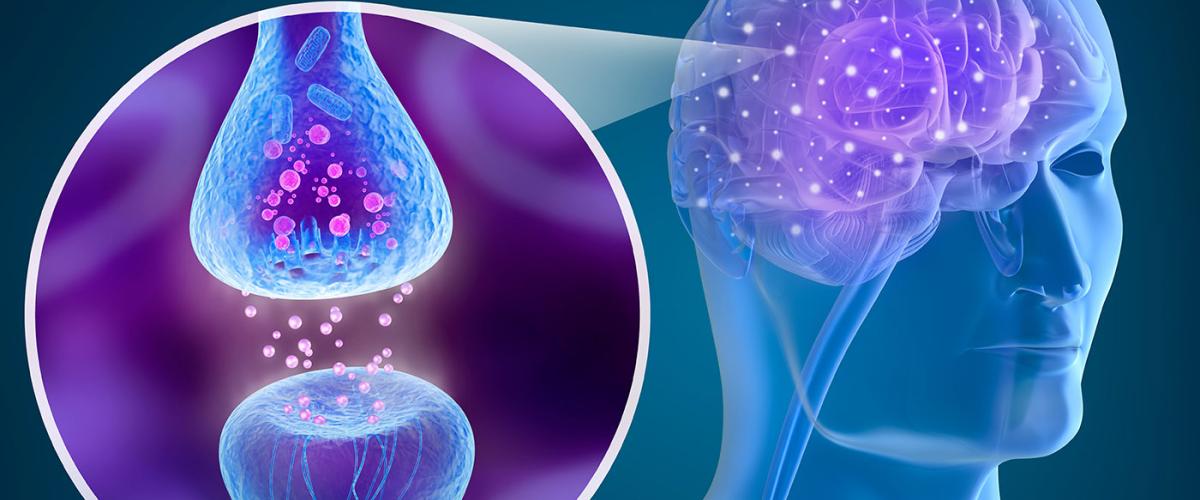 brain_neural_connections