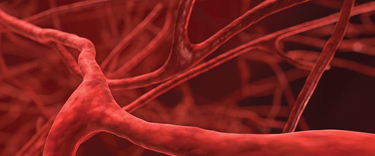 cardiovascular-system-feat