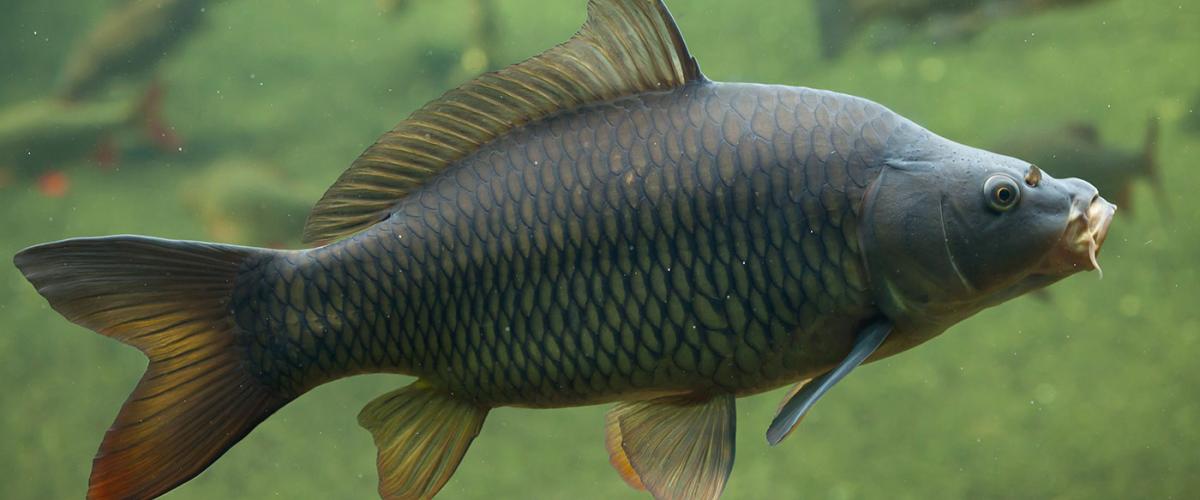 carp