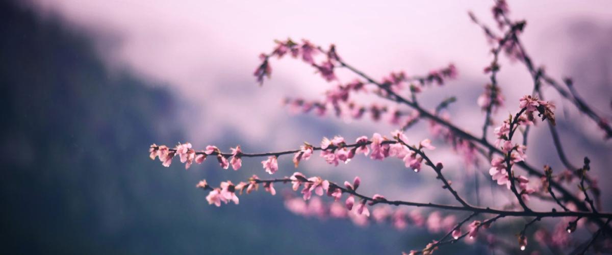 cherry-blossoms-feat