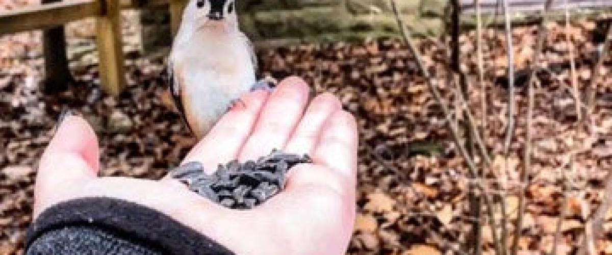 chickadee-feat