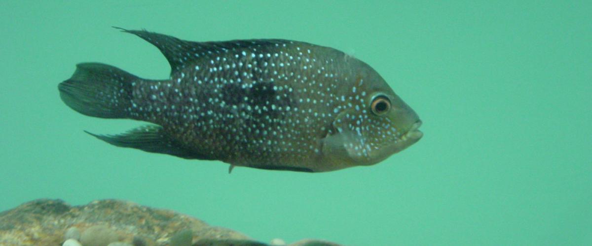 cichlid-sneak