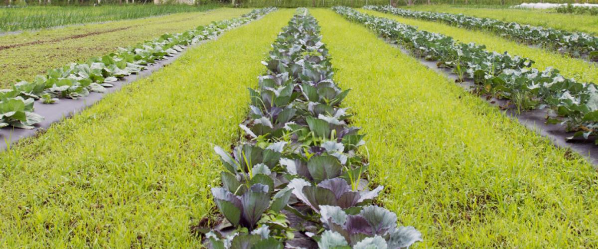 crops-feat