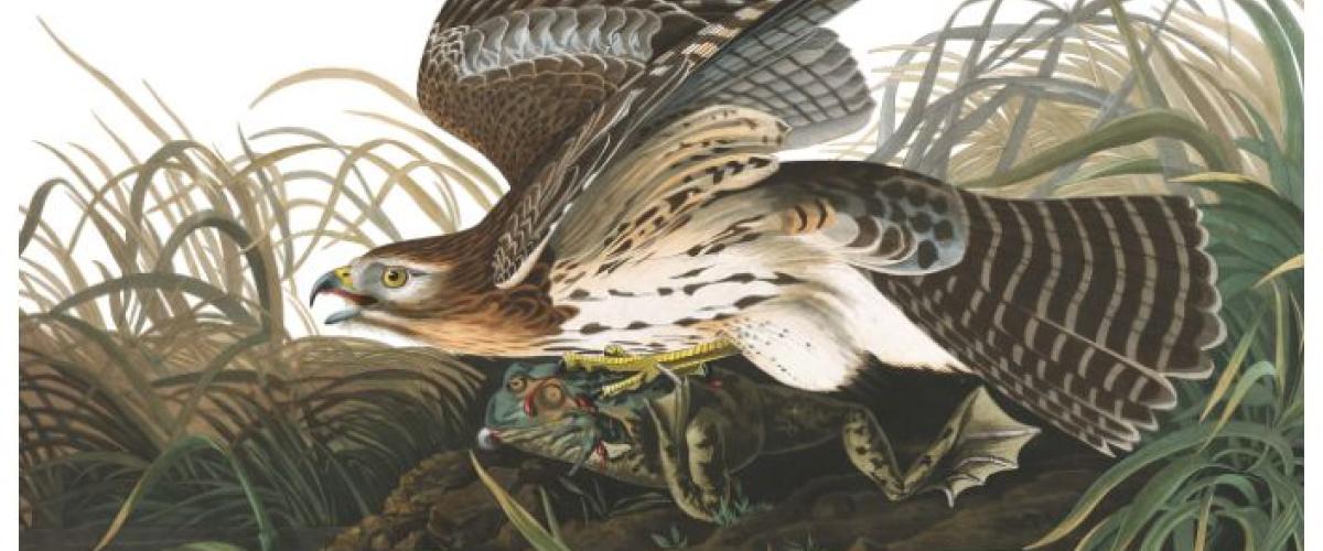 Audubon's Birds of America