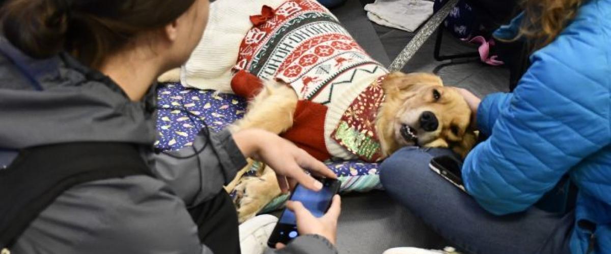 Therapy%20Dogs%20-%20Website%20Image.jpg