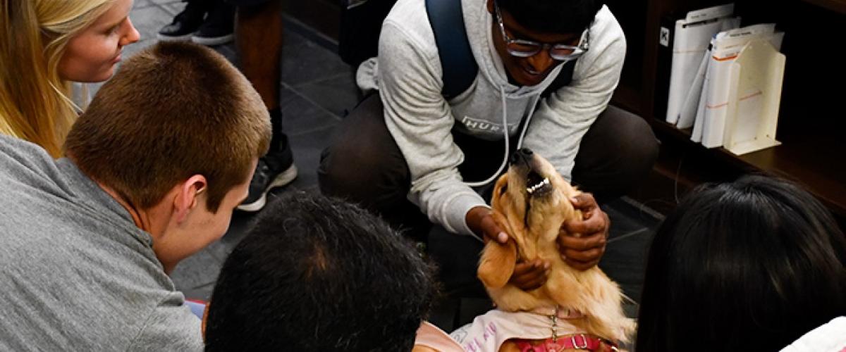 therapy%20dogs_ksl%20website.jpg