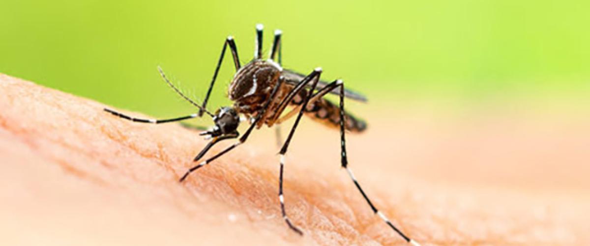 169stockmosquito.jpg