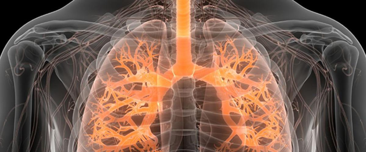 stockrespiratorysystem.jpg
