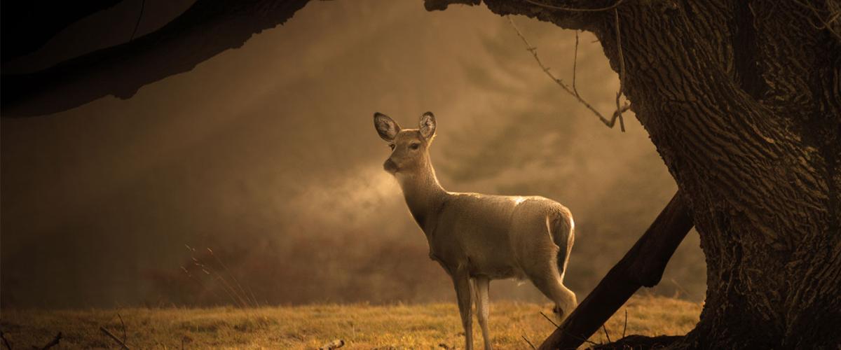 deer_Worms