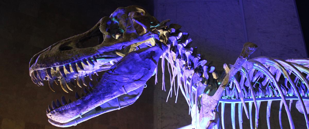 dinosaur