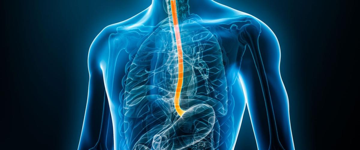 esophagus-feat