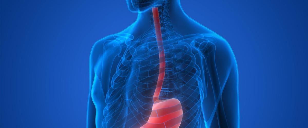 esophagus