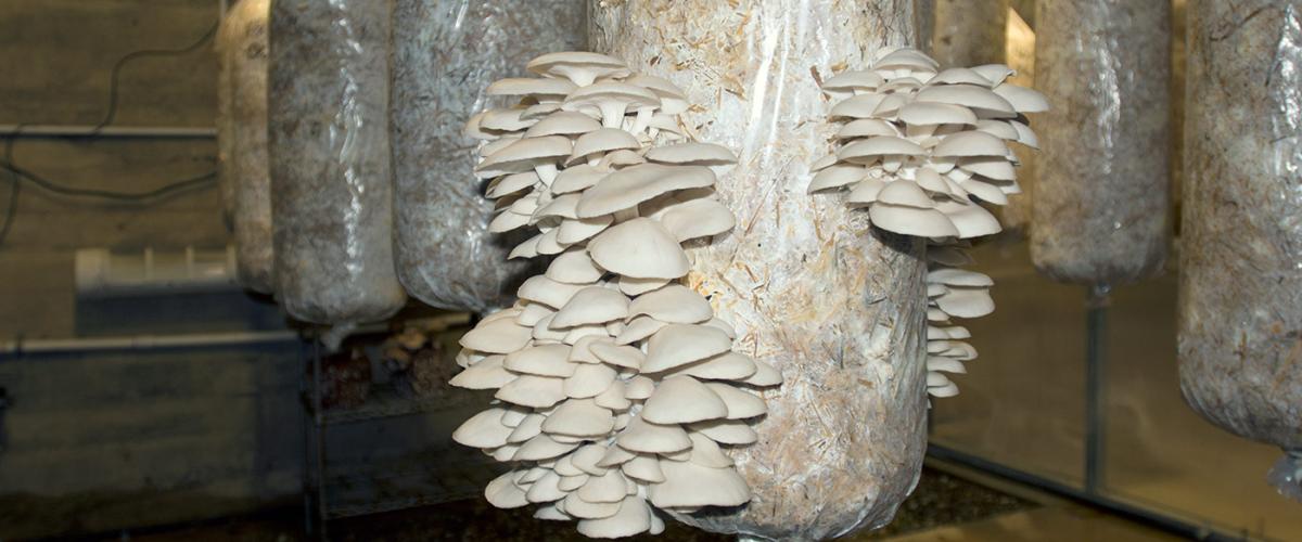 farm-mushroom1