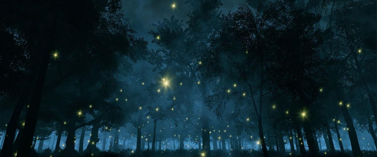 fireflies-at-night