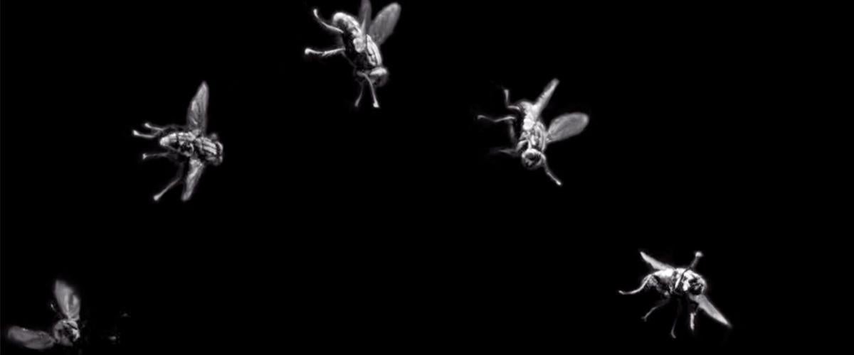 flies