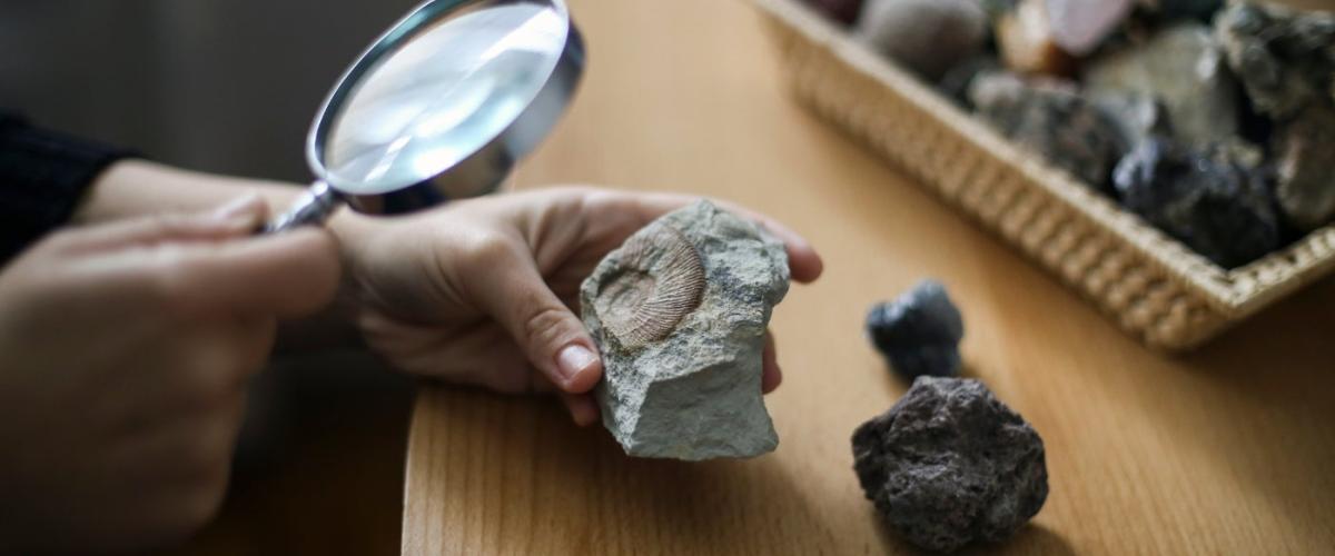 fossil