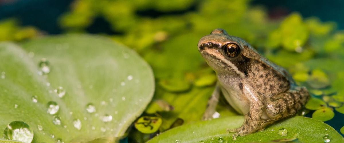 frog