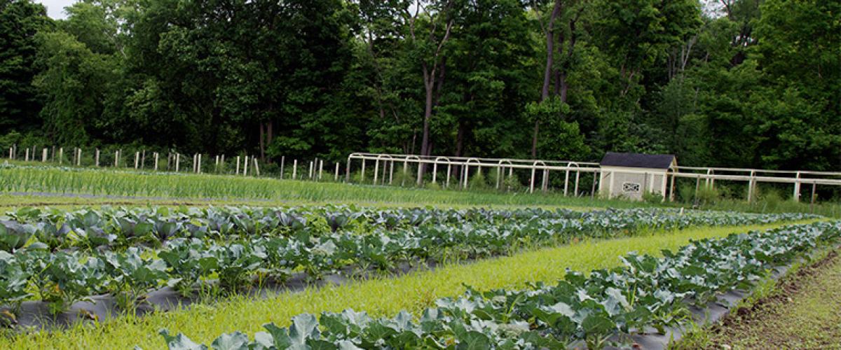 garden-crops-feat