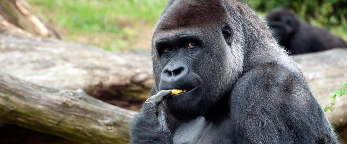 gorilla-feat
