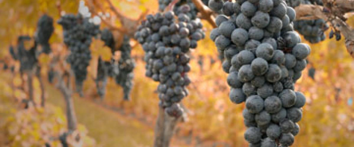 grapes