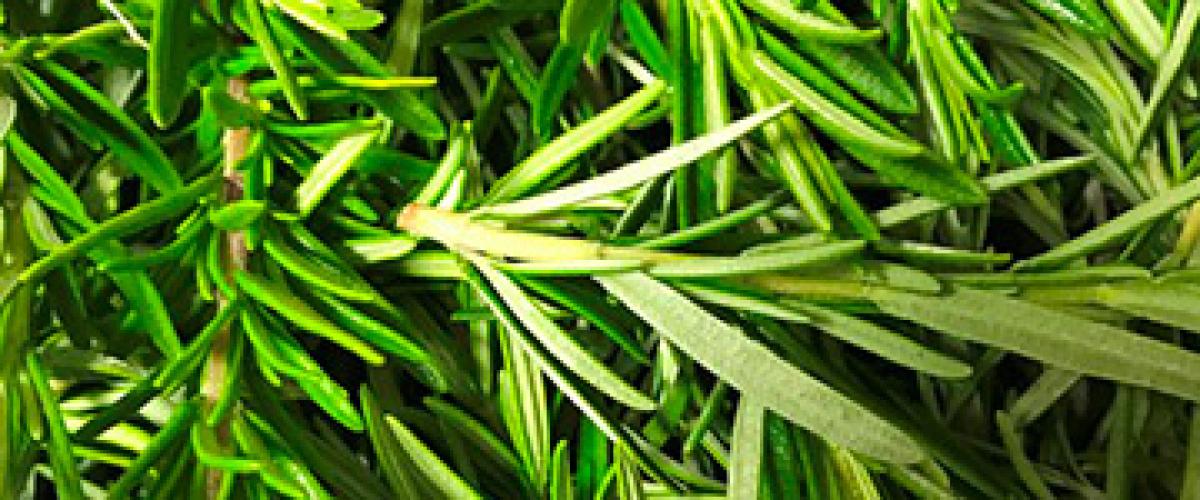herbs